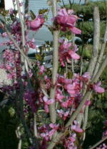 hana.jpg (13656 �o�C�g)