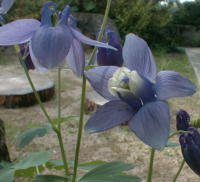 hana0s.jpg (11302 �o�C�g)