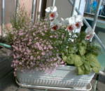 �N���b�N����Ɗg�債�܂�