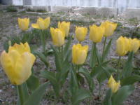 turip1s.jpg (10324 �o�C�g)