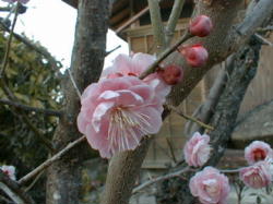 ume-s.jpg (15003 �o�C�g)