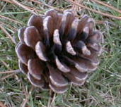 29ma2.jpg (11744 �o�C�g)