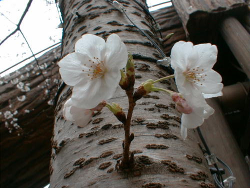 2001.4.3 ��˃t�@�~���[�����h �ɂ�